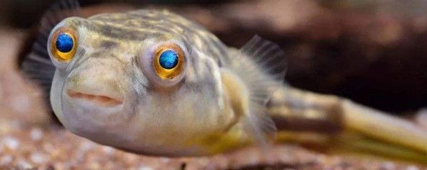 狗頭魚和龍魚混養(yǎng)：狗頭魚和龍魚可以混養(yǎng)取決于多種因素，但需要考慮到多種因素