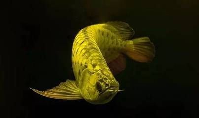 龍魚多長時(shí)間下崽，如何提高龍魚繁殖的最佳水溫
