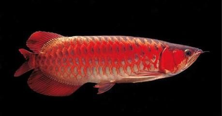 龍魚多長時(shí)間下崽，如何提高龍魚繁殖的最佳水溫
