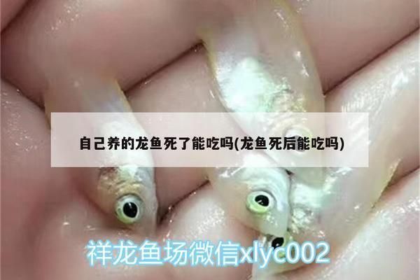 龍魚病死了能吃嗎視頻播放：龍魚病死后如何安全處理 龍魚病死了能吃嗎視頻播放：龍魚病死后如何安全處理 龍魚百科 第4張