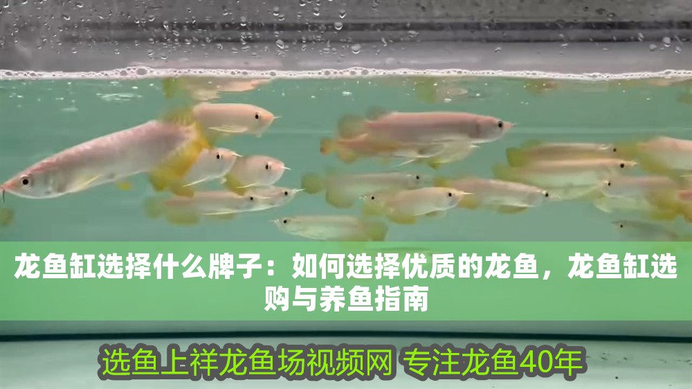 龍魚缸選擇什么牌子：如何選擇優質的龍魚，龍魚缸選購與養魚指南