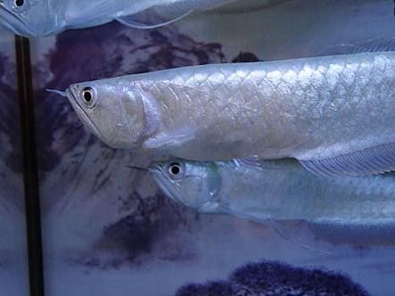 銀龍魚爛鰭圖片欣賞圖