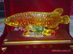哪里可以買到正宗的招財龍魚？ 哪里可以買到正宗的招財龍魚？ 龍魚百科 第17張