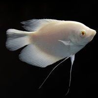 哪里可以買到正宗的招財龍魚？ 哪里可以買到正宗的招財龍魚？ 龍魚百科 第18張