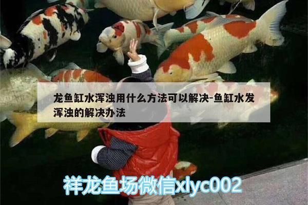 龍魚缸水渾濁用什么方法可以解決掉：如何有效控制魚缸內綠藻生長,魚缸水質維護的日常注意事項