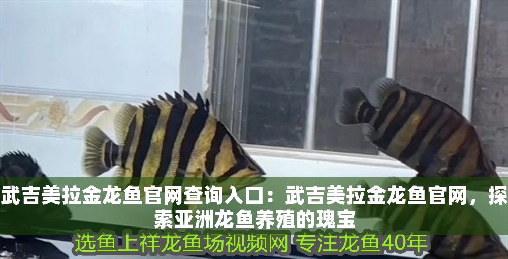 武吉美拉金龍魚官網(wǎng)查詢?nèi)肟冢何浼览瘕堲~官網(wǎng)，探索亞洲龍魚養(yǎng)殖的瑰寶