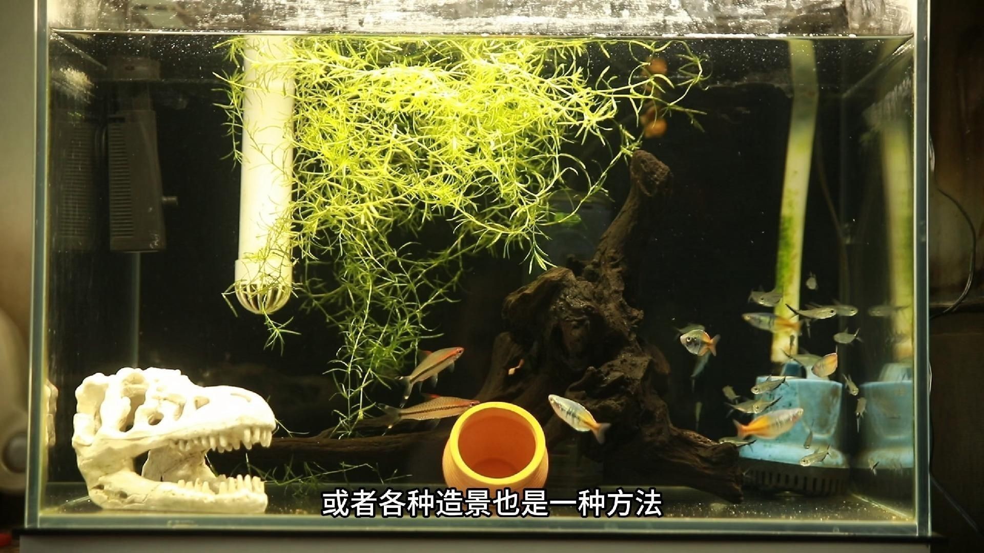 如何預防魚打架受傷？ 如何預防魚打架受傷？ 龍魚百科 第3張