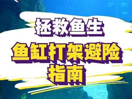 如何預防魚打架受傷？ 如何預防魚打架受傷？ 龍魚百科 第2張