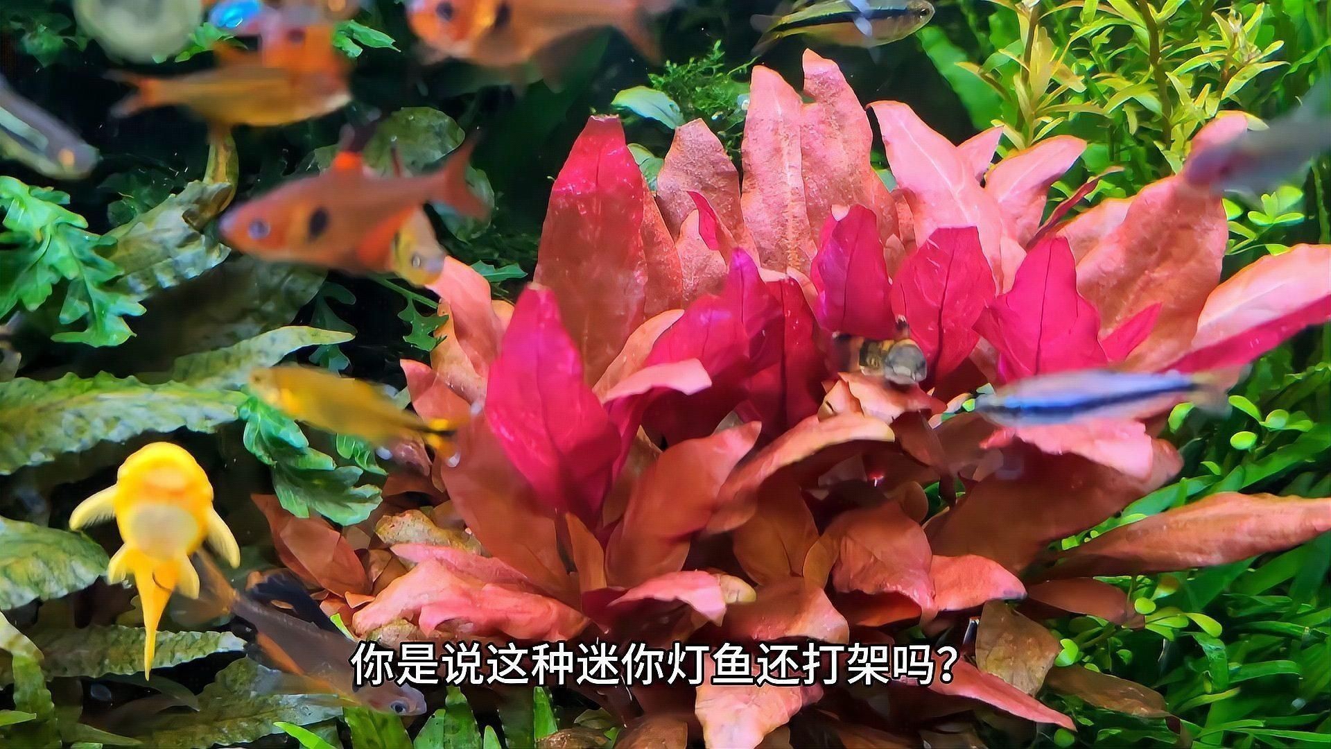 如何預防魚打架受傷？ 如何預防魚打架受傷？ 龍魚百科 第5張