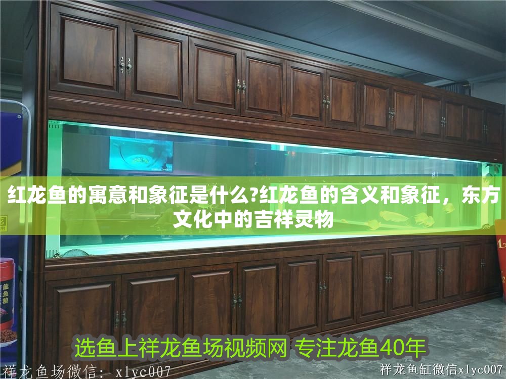 紅龍魚的寓意和象征是什么?紅龍魚的含義和象征，東方文化中的吉祥靈物 紅龍魚的寓意和象征是什么?紅龍魚的含義和象征，東方文化中的吉祥靈物 龍魚百科 第1張