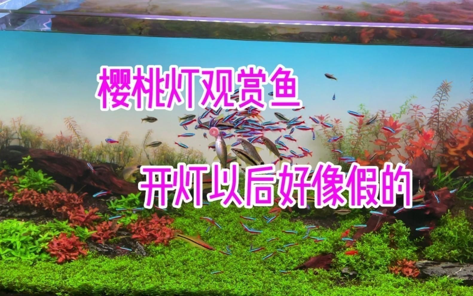 馬印燈適合養什么魚 馬印燈適合養什么魚 龍魚百科 第5張