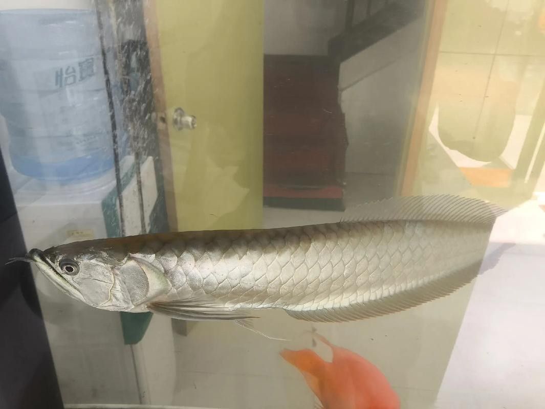 銀龍魚爛鰭怎么回事啊圖片大全