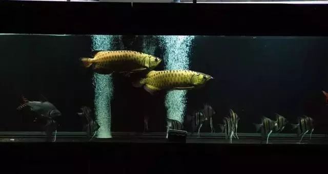 龍魚和黑魚混養(yǎng)：關(guān)于龍魚和黑魚混養(yǎng)的一些建議