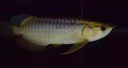龍魚喂魚塊可以嗎：喂龍魚魚塊是否適合