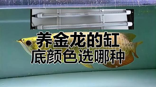 金龍魚缸背景選擇指南 金龍魚缸背景選擇指南 龍魚百科 第3張