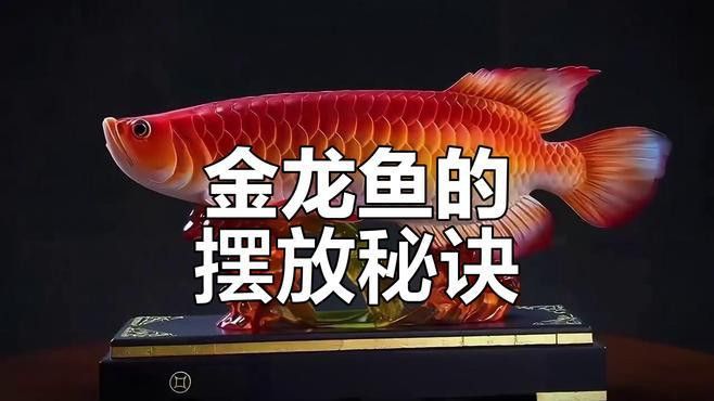 金龍魚是招財魚嗎怎么養 金龍魚是招財魚嗎怎么養 龍魚百科 第5張