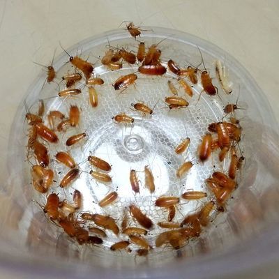 龍魚吃面包蟲干和干蝦哪個好?(面包蟲干和干蝦哪個更好?) 龍魚百科 第1張 龍魚吃面包蟲干和干蝦哪個好?(面包蟲干和干蝦哪個更好?) 龍魚吃面包蟲干和干蝦哪個好?(面包蟲干和干蝦哪個更好?) 龍魚百科 第1張