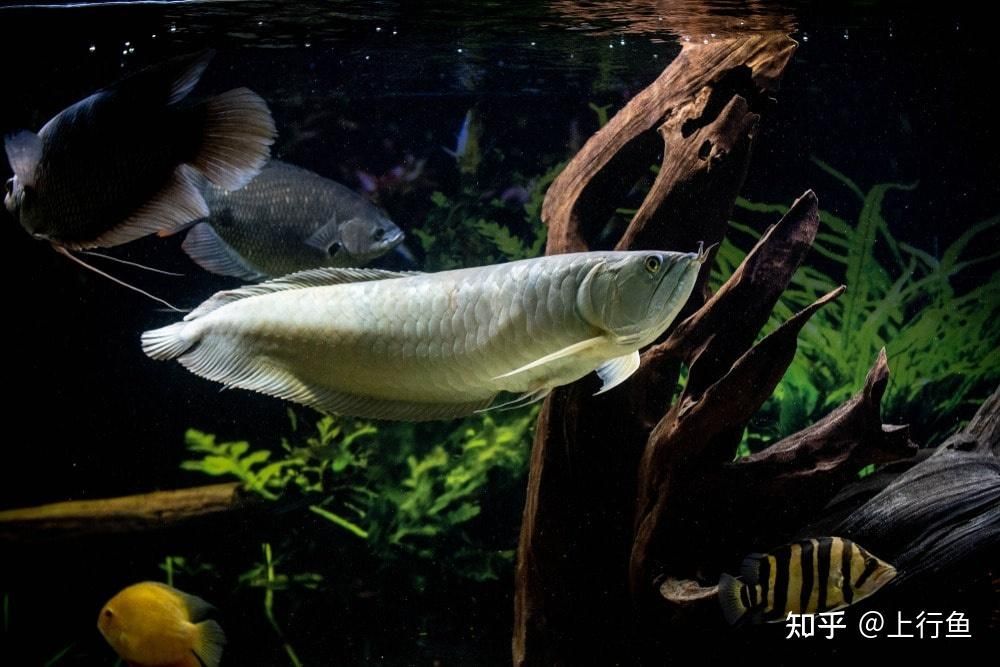 白子銀龍魚挑選方法（白子銀龍魚怎么挑選）