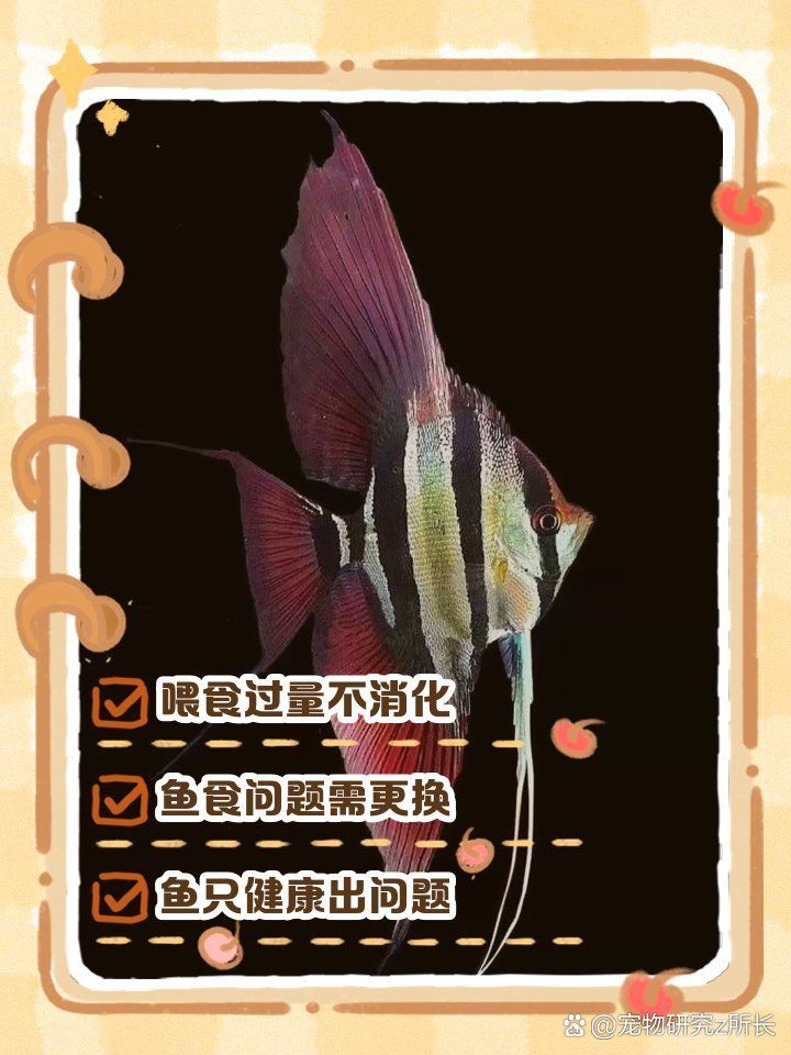 金龍魚吃東西嚼碎吐出來 龍魚百科 第2張 金龍魚吃東西嚼碎吐出來 金龍魚吃東西嚼碎吐出來 龍魚百科 第2張
