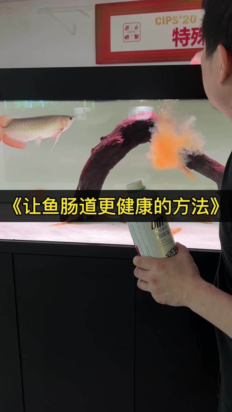 金龍魚吃東西嚼碎吐出來 龍魚百科 第8張 金龍魚吃東西嚼碎吐出來 金龍魚吃東西嚼碎吐出來 龍魚百科 第8張