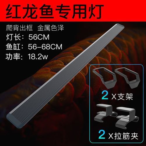 金龍魚燈擺放位置圖片大全