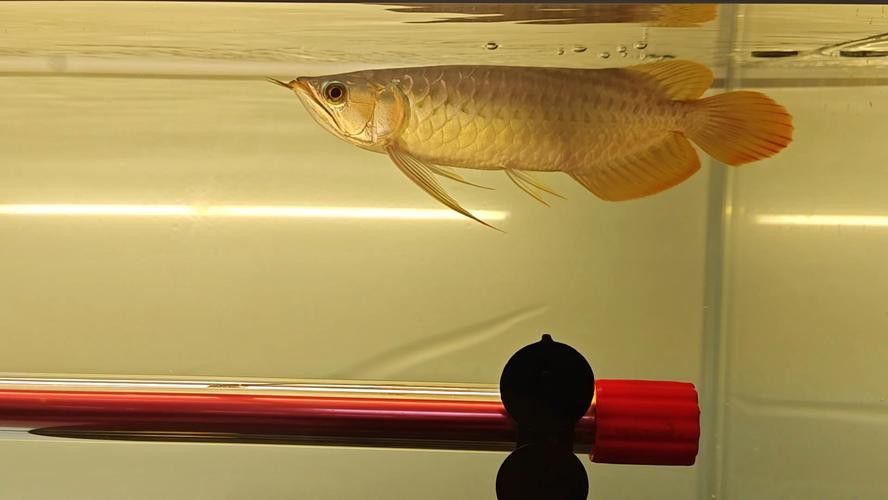 金龍魚燈擺放位置圖片大全