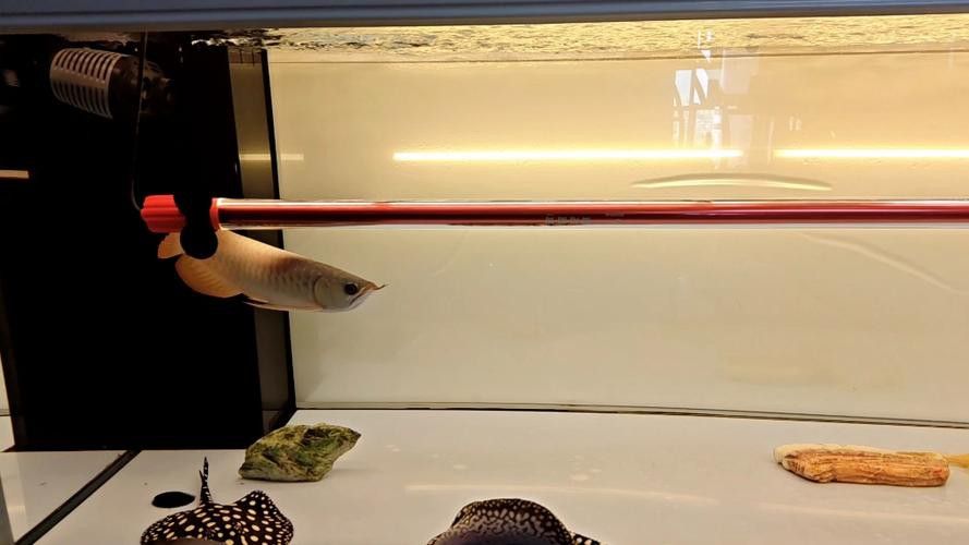 金龍魚燈擺放位置圖片大全