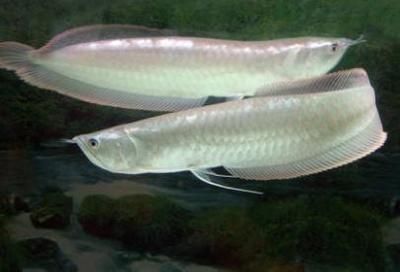 60厘米紅龍魚價(jià)格多少（60厘米的紅龍魚價(jià)格可以從幾萬元到幾十萬元不等）