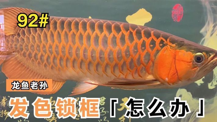 紅龍魚出框，紅龍魚出框后如何通過水質管理促進紅龍魚出框