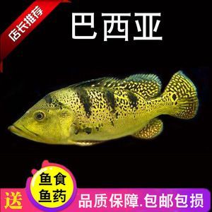 龍魚混養(yǎng)需要考慮多個(gè)因素，包括魚的品種、魚缸的大小和水質(zhì)管理：龍魚怎么混養(yǎng)，龍魚怎么配魚苗