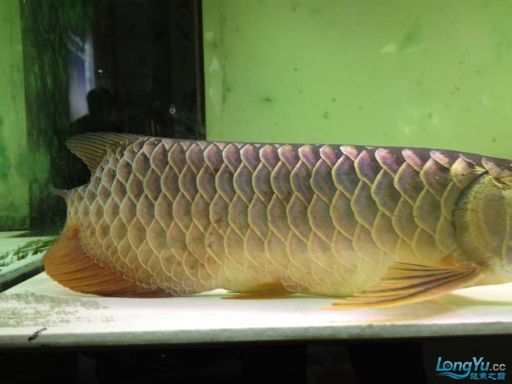 龍魚立鱗病怎么治最快最有效：龍魚立鱗病與水質(zhì)關(guān)系探究龍魚立鱗病治療后護(hù)理要點