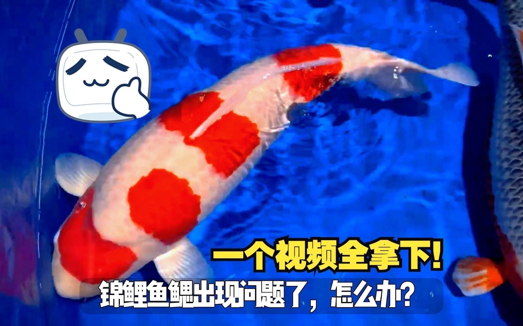 如何判斷魚是否得了鰓病？ 如何判斷魚是否得了鰓病？ 龍魚百科 第5張