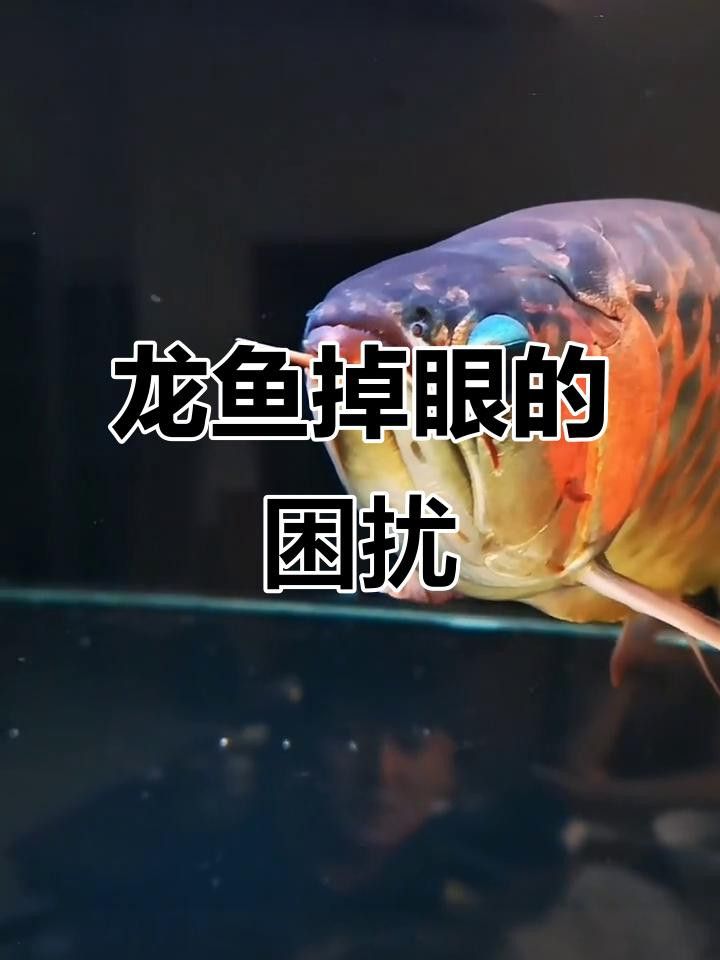 紅龍魚掉眼現象如何改善？