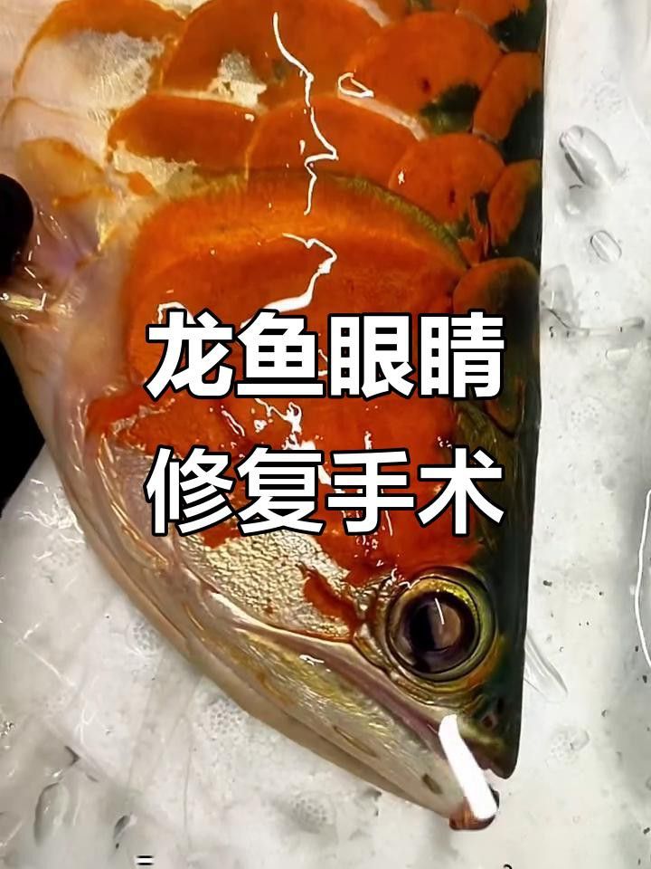 紅龍魚掉眼現象如何改善？