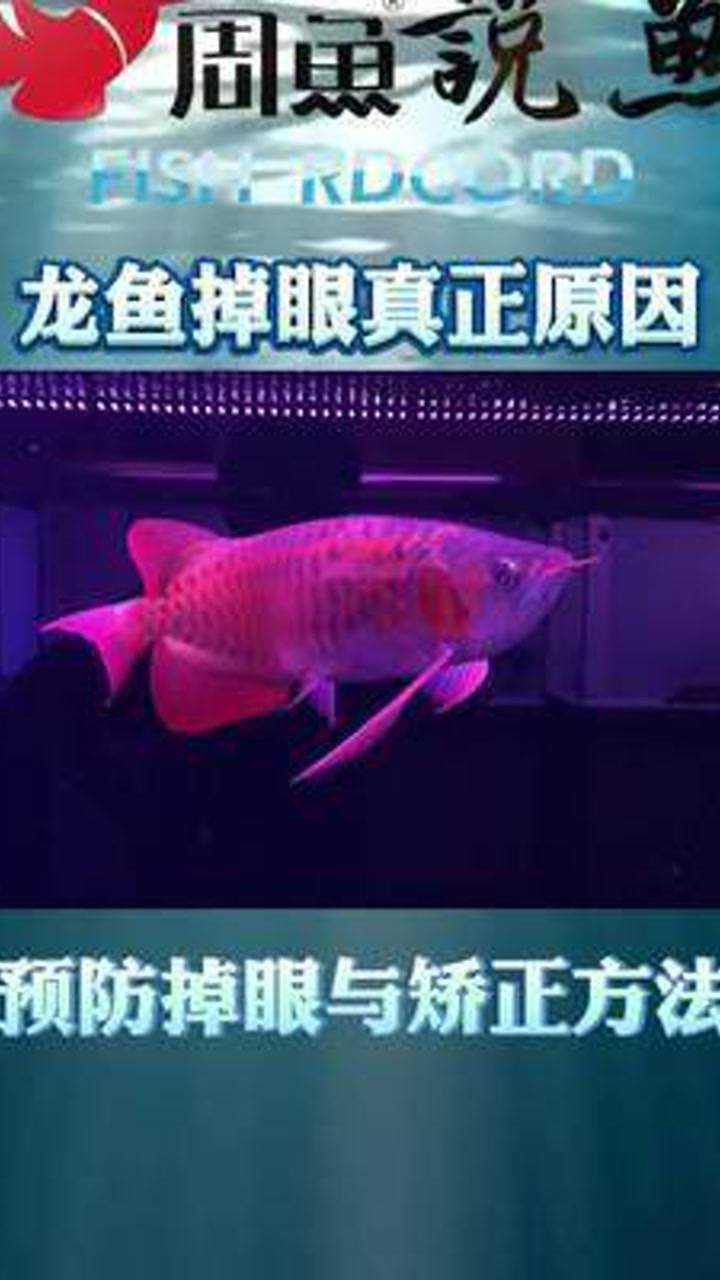 紅龍魚掉眼現象如何改善？