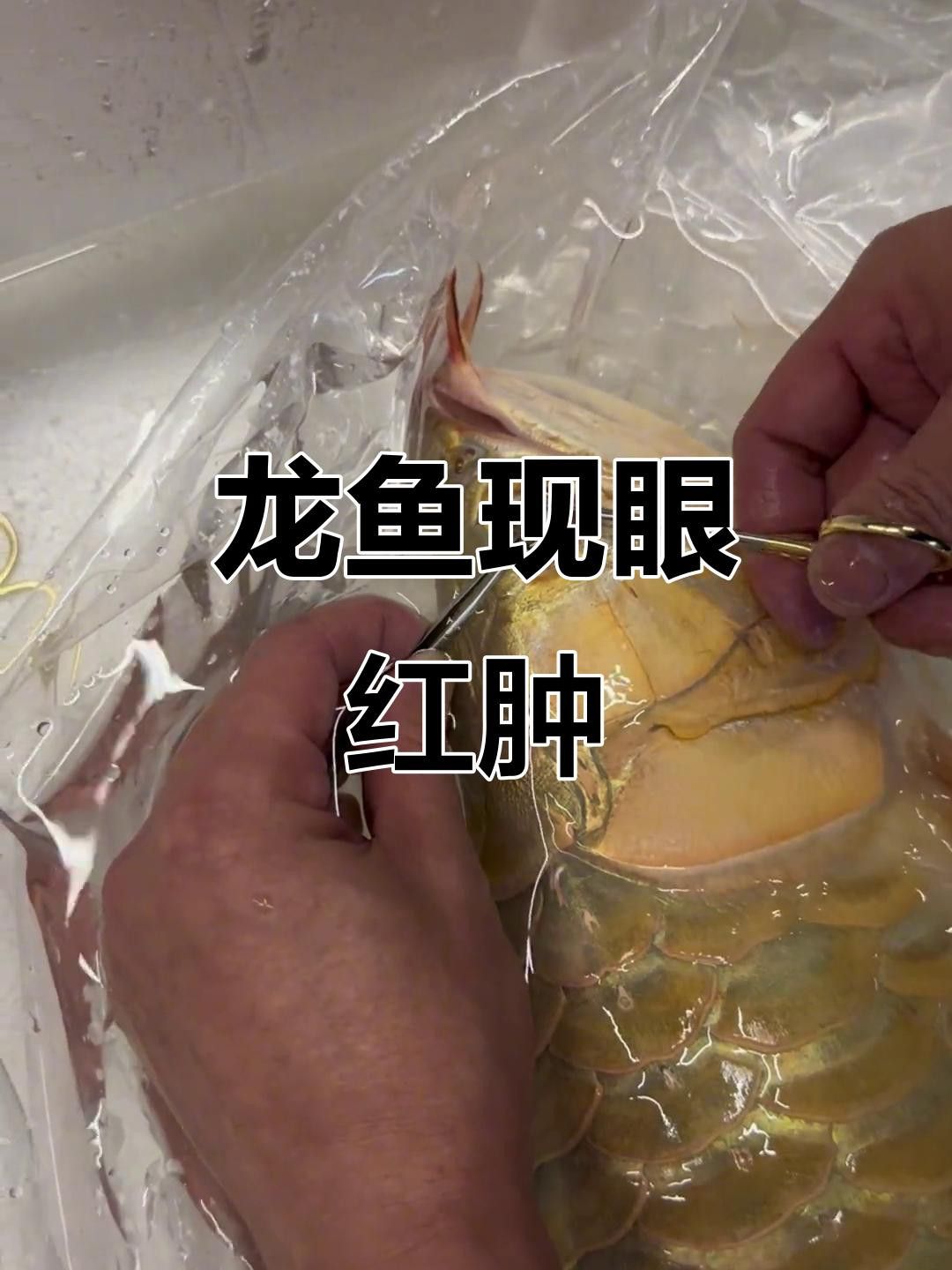 紅龍魚掉眼現象如何改善？