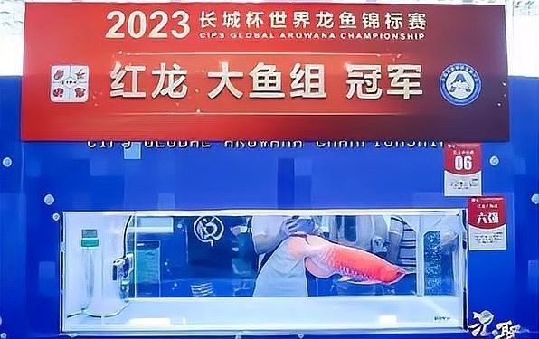 龍魚市場是否存在炒作現(xiàn)象？ 龍魚市場是否存在炒作現(xiàn)象？ 龍魚百科 第1張