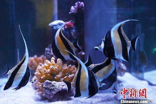 紅龍魚互動性訓練方法有哪些？ 紅龍魚互動性訓練方法有哪些？ 龍魚百科 第8張