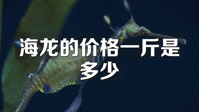 海龍的價格差異大嗎？