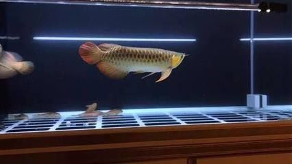高背金龍魚能長多大的魚苗啊：如何挑選優質高背金龍魚
