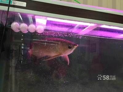 養龍魚用什么顏色燈好一點：龍魚燈光對于龍魚的生長和發色至關重要