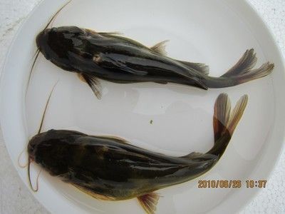 金龍魚苗養(yǎng)殖注意事項：養(yǎng)殖金龍魚苗時需要注意的關(guān)鍵事項 金龍魚苗養(yǎng)殖注意事項：養(yǎng)殖金龍魚苗時需要注意的關(guān)鍵事項 龍魚百科
