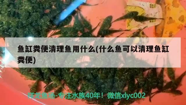 魚(yú)缸糞便清理魚(yú)用什么(什么魚(yú)可以清理魚(yú)缸糞便)