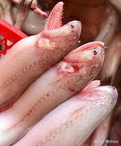 龍頭魚的圖片