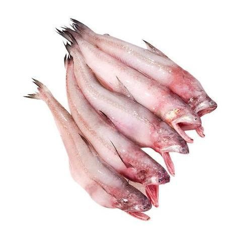 龍頭魚的圖片