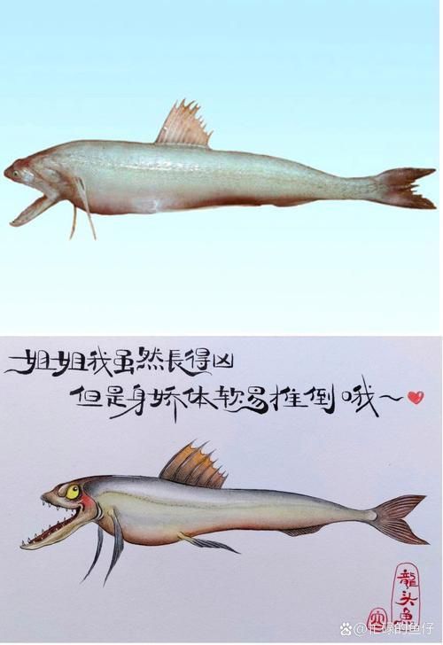 龍頭魚的圖片