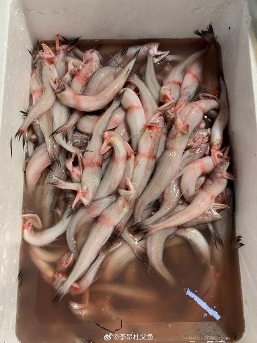 龍頭魚的圖片