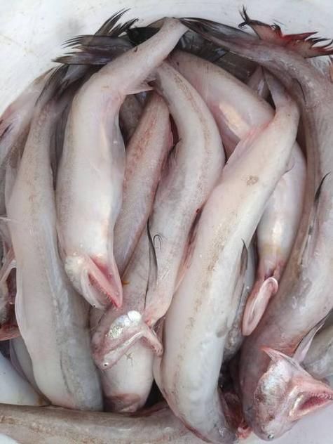 龍頭魚的圖片