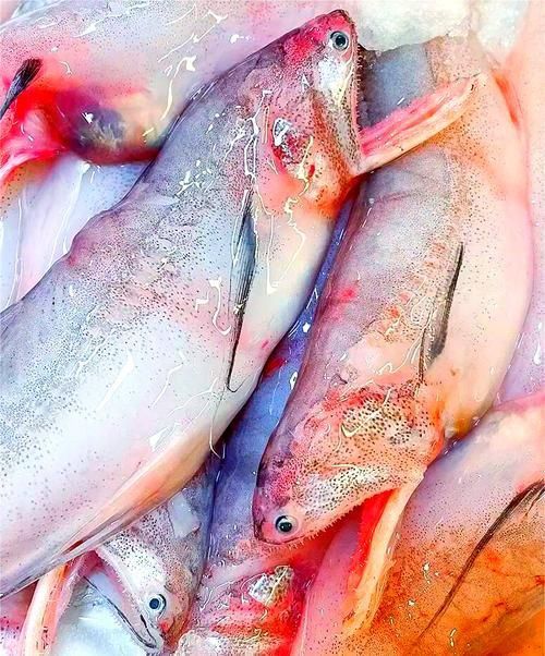 龍頭魚的圖片
