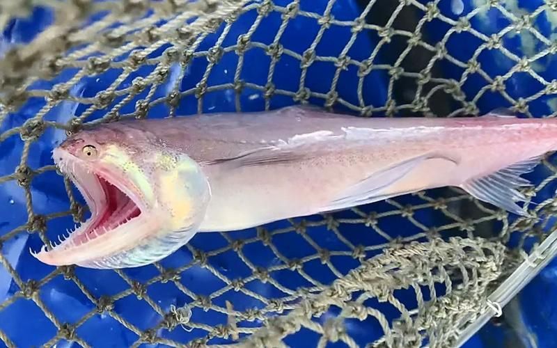 龍頭魚的圖片